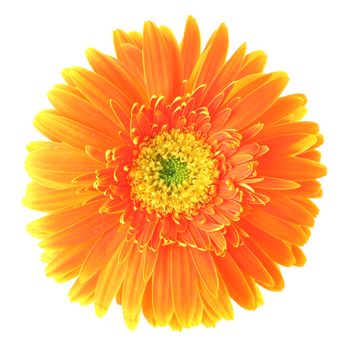 Orange daisy