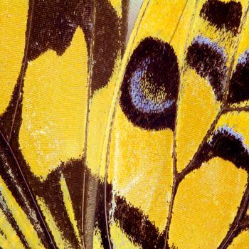 Butterfly wing texture, close up of detail of butterfly wing for background