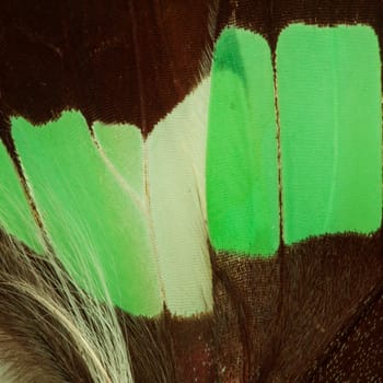 Butterfly wing texture, close up of detail of butterfly wing for background