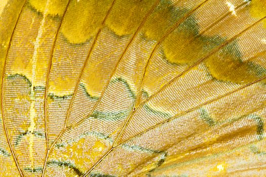 Butterfly wing texture, close up of detail of butterfly wing for background