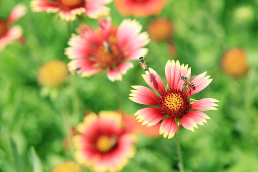 Sunny spring with flowers and bee