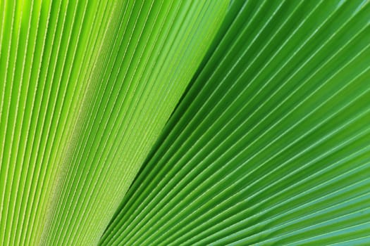 Abstract image of Green Palm leaves in nature