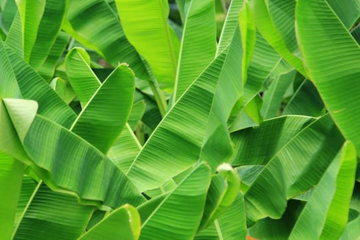Green fresh banana leaf background