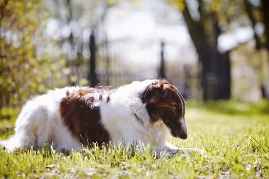 Hunting dog. Borzoi. White dog with spots. Dog for hunting.