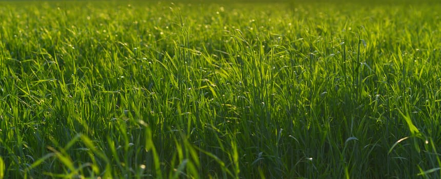 Green grass of the field. Close-up photo