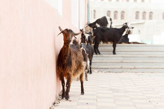 goats on the stairs