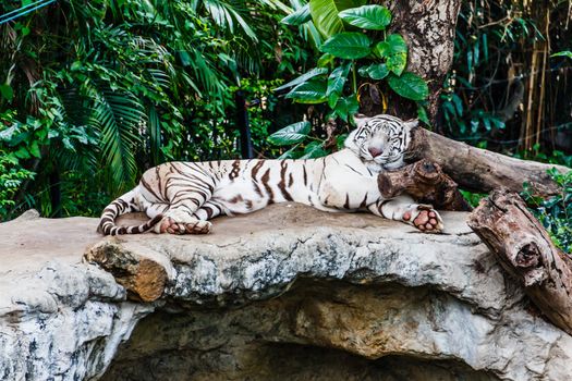 WHITE TIGER sleep on a rock in zoo