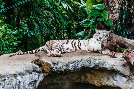 WHITE TIGER sleep on a rock in zoo