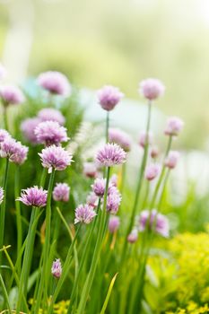 purple flowers