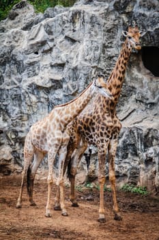 Giraffes in the zoo ,bangkok thailand