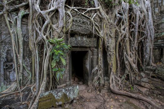 Sunrise over the Ta Phrom temple in Angkor, Cambodia