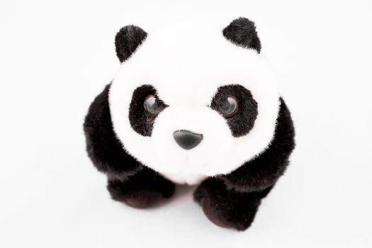 Panda teddy bear stuffed toy on white background