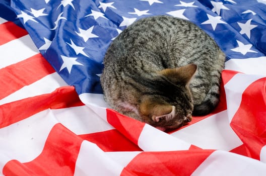 american cat