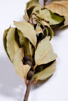 bay leaf