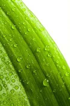 macro water drops on green plant leaf for natural background, wallpaper or backdrop use