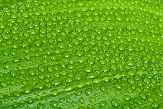 macro water drops on green plant leaf for natural background, wallpaper or backdrop use