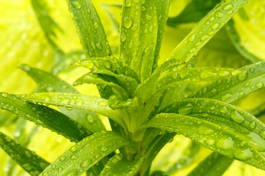 macro water drops on green plant leaf for natural background, wallpaper or backdrop use