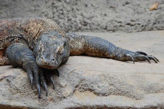 comodo dragon