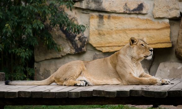 lion