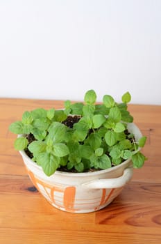 mint