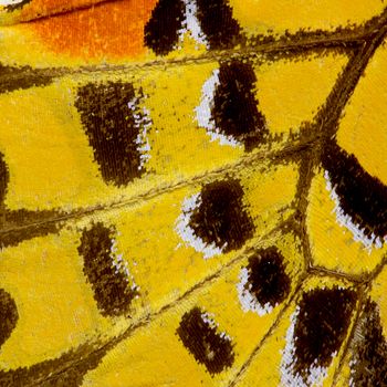 Butterfly wing texture, close up of detail of butterfly wing for background