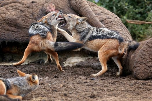 Two black backed jackals fighting over the carcass of a dead elephant