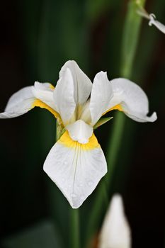 Siberian Iris with extreme shallow depth of field.