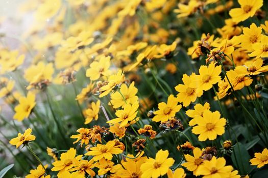 Beautiful Coreopsis (Tickseed) with extreme shallow depth of field and selective focus.