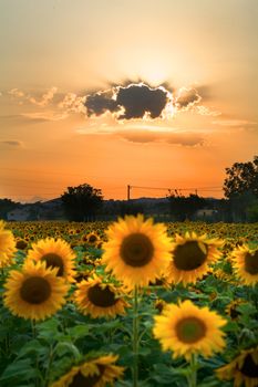 sunflower background