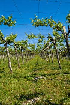 vineyard in the sun