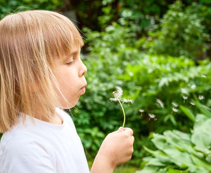 Little girl blowing dandelion flower in a summer garden