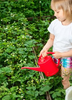 Little girl watering strawberry plants with red watering can