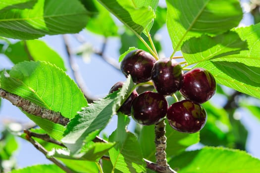 Ripe juicy vinous cherry big berries with sunlight foliage on tree branch