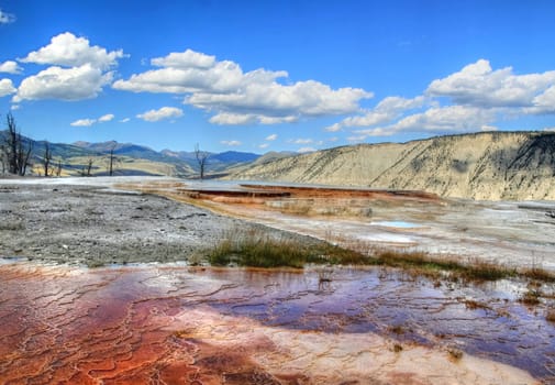 Canary terraces with dead trees in  Yellowstone
