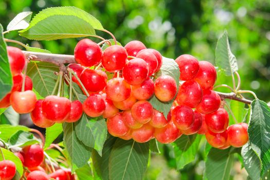 Sunlit ripe white rainier cherry sweet juicy berry bunches on tree branch in sunny orchard