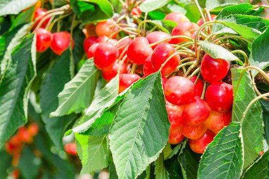 Many beautiful rainier cherries berries shiny bunches in leafage on the tree branch in orchard sunny garden