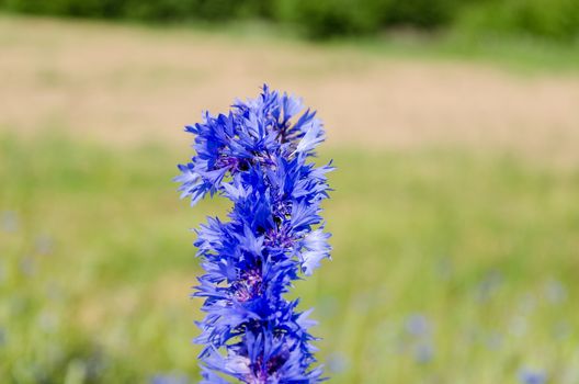 bright blue cornflower bouquet on nature green background