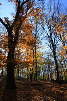 Forest on the mountain Avala close to serbian capital,Belgrade