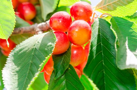 Ripe juicy sweet rainier cherry white berry fruits sunlit on tree branch with leaves in orchard