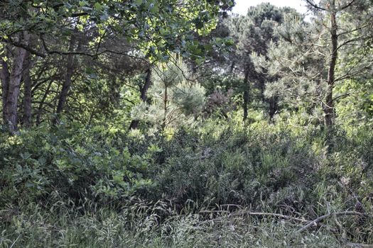 Plants in the pinewood forest along the Pialassa della Baiona brackish lagoon near Marina Romea on the  Adriatic seaside in Ravenna (Italy)