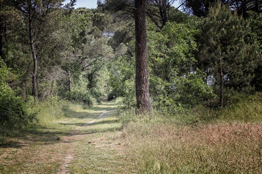 Walking road in the Pinewood forest on the Pialassa della Baiona brackish lagoon near Marina Romea along te  Adriatic seaside in Ravenna (Italy)