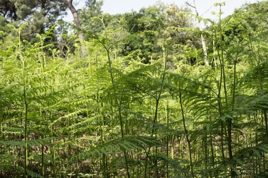 Ferns  in the Pialassa della Baiona brackish lagoon near Marina Romea along the  Adriatic seaside in Ravenna (Italy)