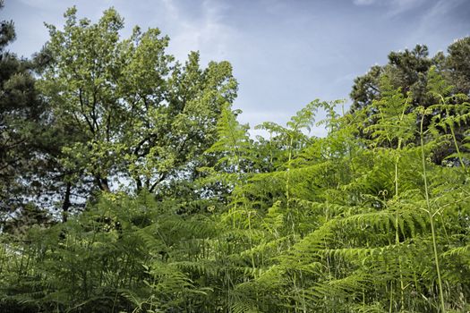 Ferns  in the Pialassa della Baiona brackish lagoon near Marina Romea along the  Adriatic seaside in Ravenna (Italy)