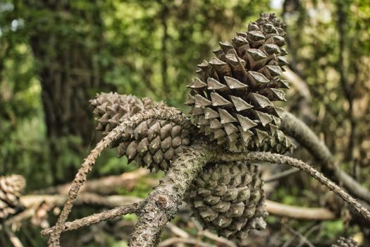 Pine cones in the pinewood forest along the Pialassa della Baiona brackish lagoon near Marina Romea on the  Adriatic seaside in Ravenna (Italy)