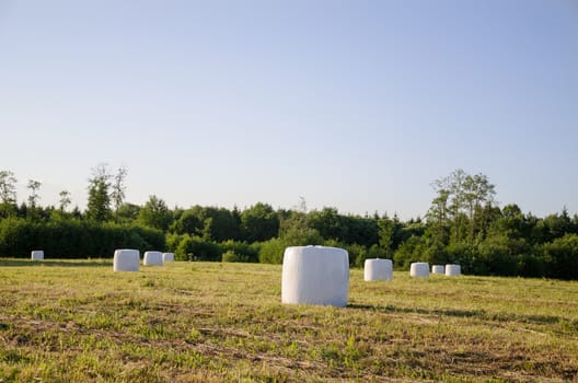 polythene wrapped grass bales haystacks fodder for animal on harvested meadow near forest.