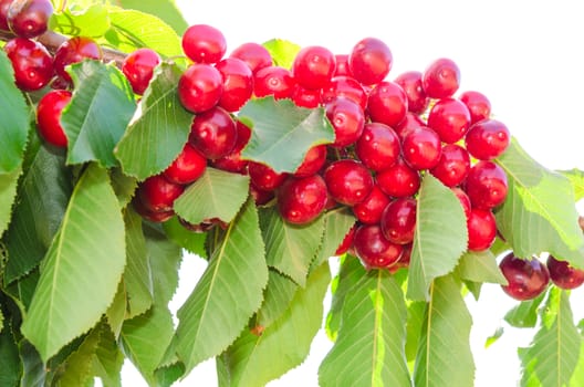 Bunches of ripe sweet cherry juicy berries on tree branch isolated on white