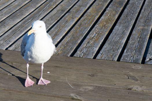 Closeup of herring gull, Larus argentatus walking on wooden planks