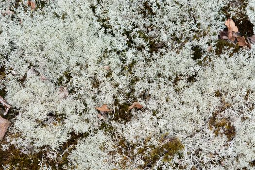Background pattern of reindeer lichen in a swedish forest