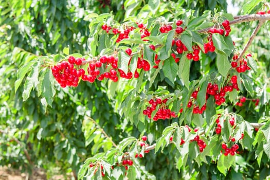 Cherry berry tree in orchard with bright red fruits and lush green leafage