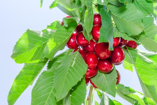 Branch of cherry tree against blue sky with foliage and dark red ripe berries